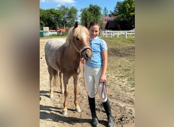 Kuc walijski sekcji B, Klacz, 17 lat, 127 cm, Kasztanowatodereszowata