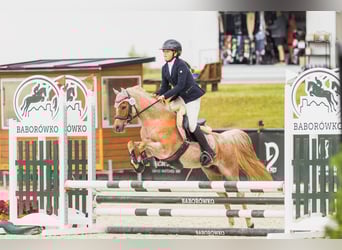 Kuc walijski sekcji B, Klacz, 17 lat, 127 cm, Kasztanowatodereszowata