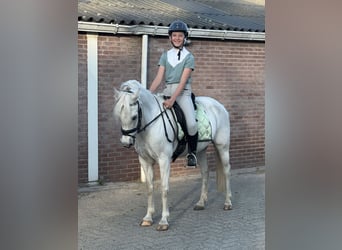 Kuc walijski sekcji B, Klacz, 17 lat, 127 cm, Siwa