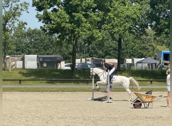 Kuc walijski sekcji B, Klacz, 17 lat, 127 cm, Siwa