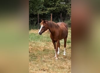 Kuc walijski sekcji B, Klacz, 17 lat, 130 cm, Ciemnogniada