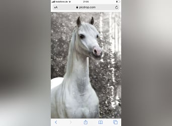 Kuc walijski sekcji B, Klacz, 19 lat, 133 cm, Siwa