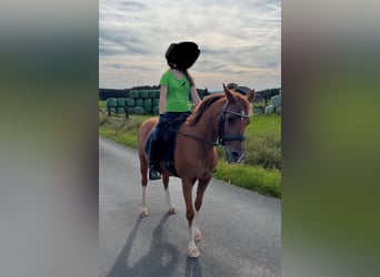 Kuc walijski sekcji B, Klacz, 19 lat, 140 cm, Kasztanowata