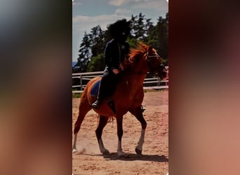 Kuc walijski sekcji B, Klacz, 19 lat, 140 cm, Kasztanowata