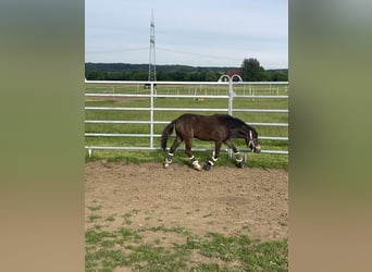 Kuc walijski sekcji B Mix, Klacz, 1 Rok, 110 cm, Jelenia