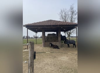 Kuc walijski sekcji B Mix, Klacz, 1 Rok, 110 cm, Jelenia