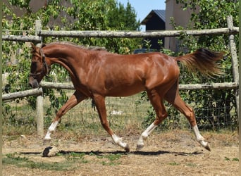 Kuc walijski sekcji B, Klacz, 1 Rok, 132 cm, Kasztanowata