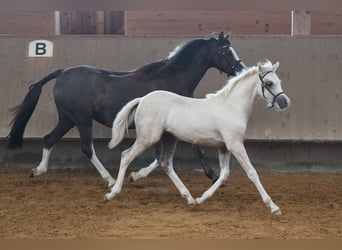 Kuc walijski sekcji B, Klacz, 1 Rok, 135 cm, Izabelowata
