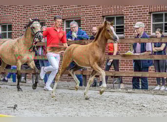 Kuc walijski sekcji B, Klacz, 1 Rok, 140 cm, Kasztanowata