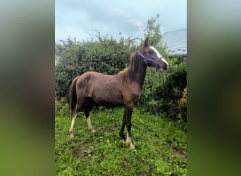 Kuc walijski sekcji B, Klacz, 1 Rok, Jelenia
