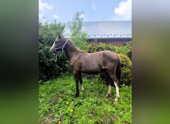 Kuc walijski sekcji B, Klacz, 1 Rok, Jelenia