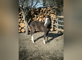 Kuc walijski sekcji B, Klacz, 1 Rok, Jelenia