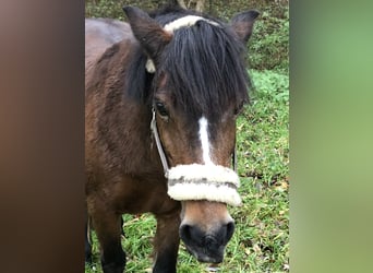 Kuc walijski sekcji B Mix, Klacz, 26 lat, 130 cm, Ciemnogniada