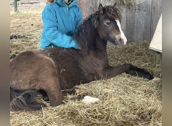 Kuc walijski sekcji B Mix, Klacz, 2 lat, 110 cm, Jelenia
