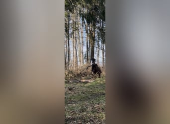 Kuc walijski sekcji B Mix, Klacz, 2 lat, 115 cm, Jelenia