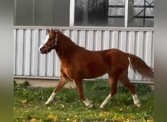 Kuc walijski sekcji B, Klacz, 2 lat, 120 cm, Kasztanowata