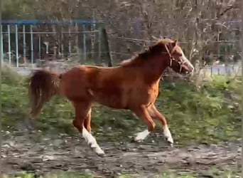 Kuc walijski sekcji B, Klacz, 2 lat, 120 cm, Kasztanowata