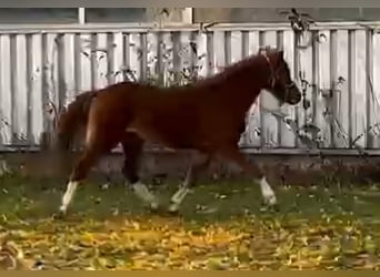 Kuc walijski sekcji B, Klacz, 2 lat, 120 cm, Kasztanowata