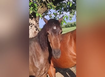 Kuc walijski sekcji B Mix, Klacz, 2 lat, 130 cm, Ciemnogniada