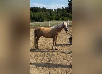 Kuc walijski sekcji B, Klacz, 3 lat, 125 cm, Izabelowata