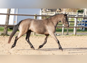 Kuc walijski sekcji B, Klacz, 3 lat, 125 cm, Kara