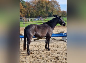 Kuc walijski sekcji B, Klacz, 3 lat, 125 cm, Kara