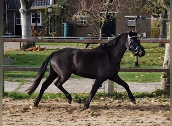 Kuc walijski sekcji B, Klacz, 3 lat, 125 cm, Kara