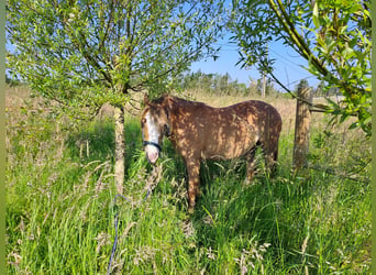 Kuc walijski sekcji B, Klacz, 3 lat, 125 cm, Kasztanowata