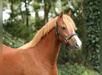 Kuc walijski sekcji B, Klacz, 3 lat, 130 cm, Kasztanowata