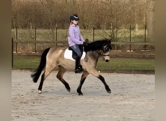 Kuc walijski sekcji B, Klacz, 3 lat, 131 cm, Bułana