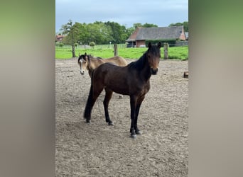 Kuc walijski sekcji B, Klacz, 3 lat, 133 cm, Gniada