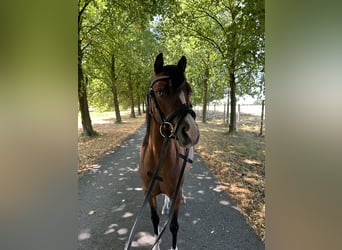 Kuc walijski sekcji B, Klacz, 4 lat, 125 cm, Jasnogniada