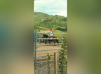 Kuc walijski sekcji B, Klacz, 4 lat, 130 cm, Gniada