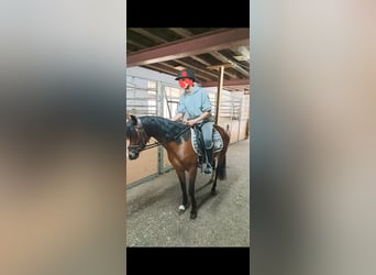 Kuc walijski sekcji B, Klacz, 4 lat, 130 cm, Gniada