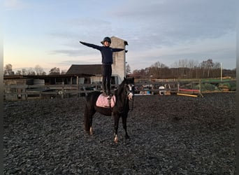 Kuc walijski sekcji B, Klacz, 4 lat, 131 cm, Kara