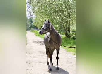 Kuc walijski sekcji B, Klacz, 4 lat, 132 cm, Karosiwa