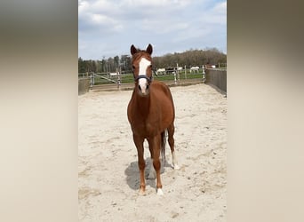 Kuc walijski sekcji B, Klacz, 4 lat, 133 cm, Kasztanowata