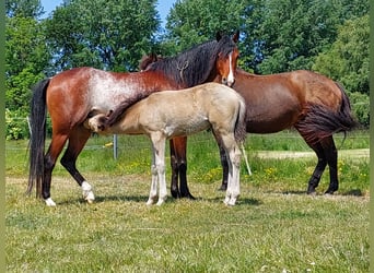 Kuc walijski sekcji B, Klacz, 4 lat, 136 cm, Sabino