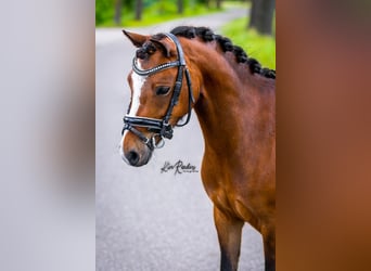 Kuc walijski sekcji B, Klacz, 5 lat, 123 cm, Gniada