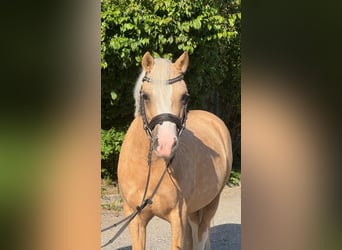 Kuc walijski sekcji B, Klacz, 5 lat, 124 cm, Izabelowata