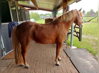 Kuc walijski sekcji B, Klacz, 5 lat, 125 cm, Kasztanowata