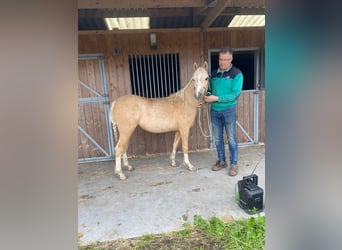 Kuc walijski sekcji B, Klacz, 5 lat, 127 cm, Izabelowata