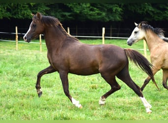 Kuc walijski sekcji B, Klacz, 5 lat, 128 cm, Ciemnokasztanowata