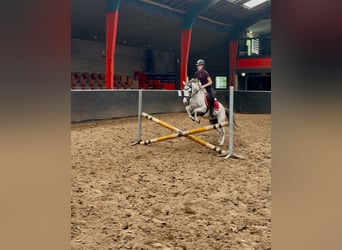 Kuc walijski sekcji B, Klacz, 5 lat, 130 cm, Siwa