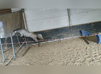 Kuc walijski sekcji B, Klacz, 5 lat, 132 cm, Siwa