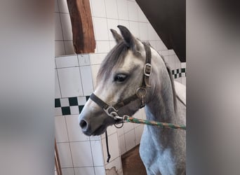 Kuc walijski sekcji B, Klacz, 5 lat, 132 cm, Siwa
