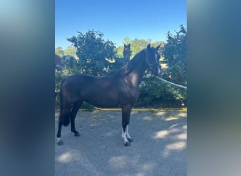 Kuc walijski sekcji B, Klacz, 6 lat, 120 cm, Kara