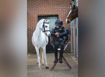 Kuc walijski sekcji B, Klacz, 6 lat, 125 cm, Biała