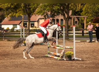 Kuc walijski sekcji B, Klacz, 6 lat, 126 cm, Stalowosiwy