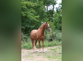 Kuc walijski sekcji B, Klacz, 6 lat, 133 cm, Kasztanowata